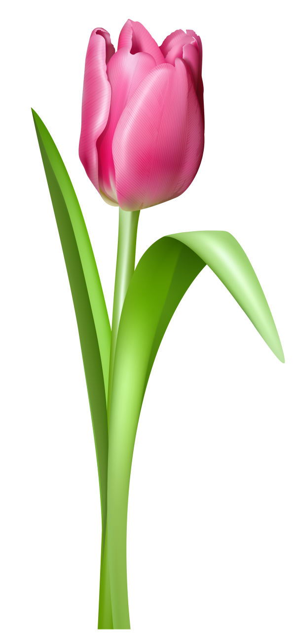 600x1281 Tulip Clipart 2 Image