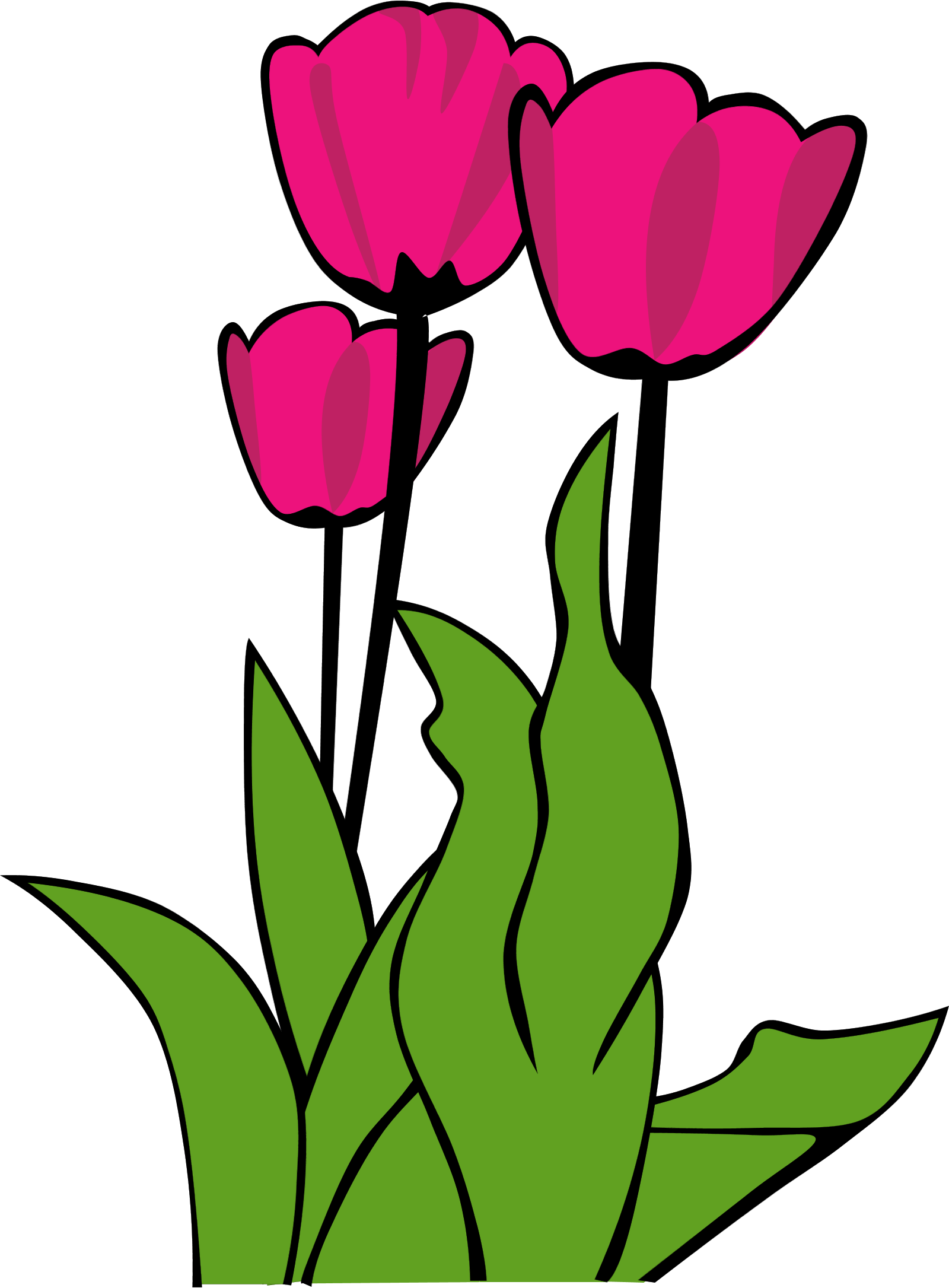 1600x2171 Tulip Clipart Three Flower