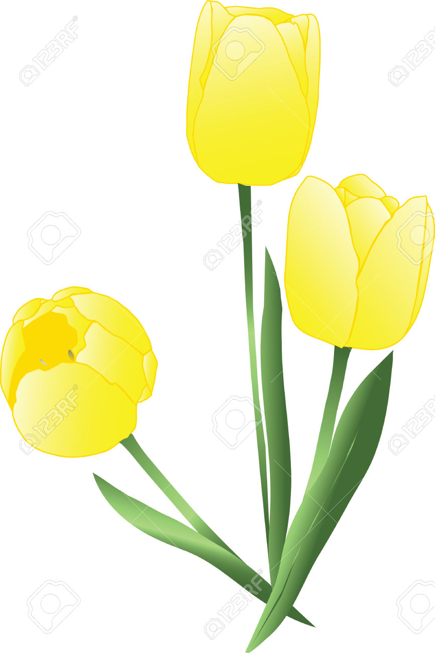866x1300 Tulip Clipart Yellow Tulip