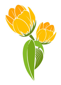 216x300 Yellow Tulip Flowers Royalty Free Stock Image