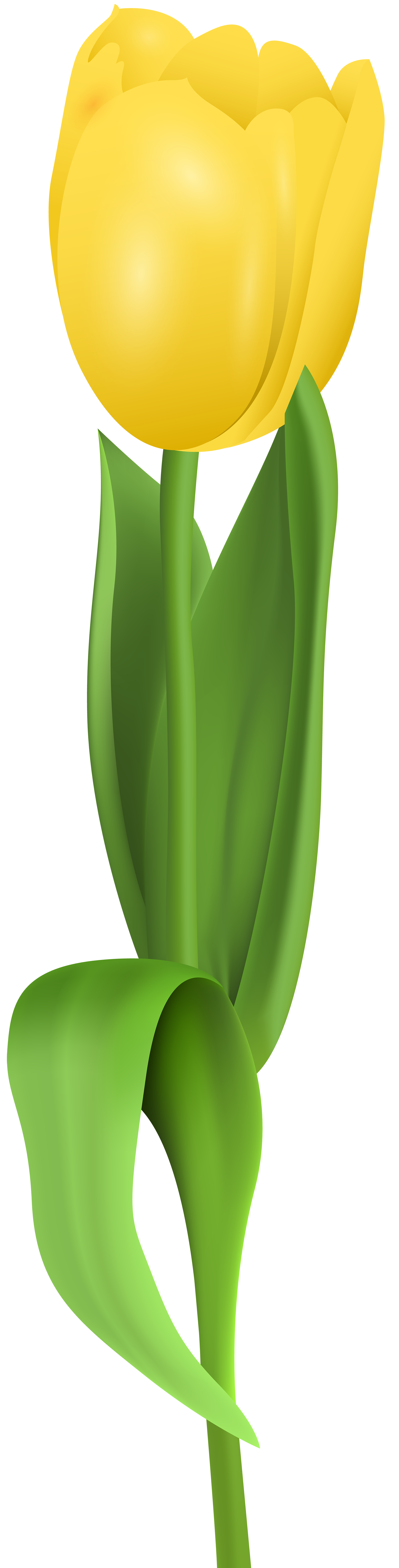 2038x8000 Yellow Tulip Png Clip Art Imageu200b Gallery Yopriceville