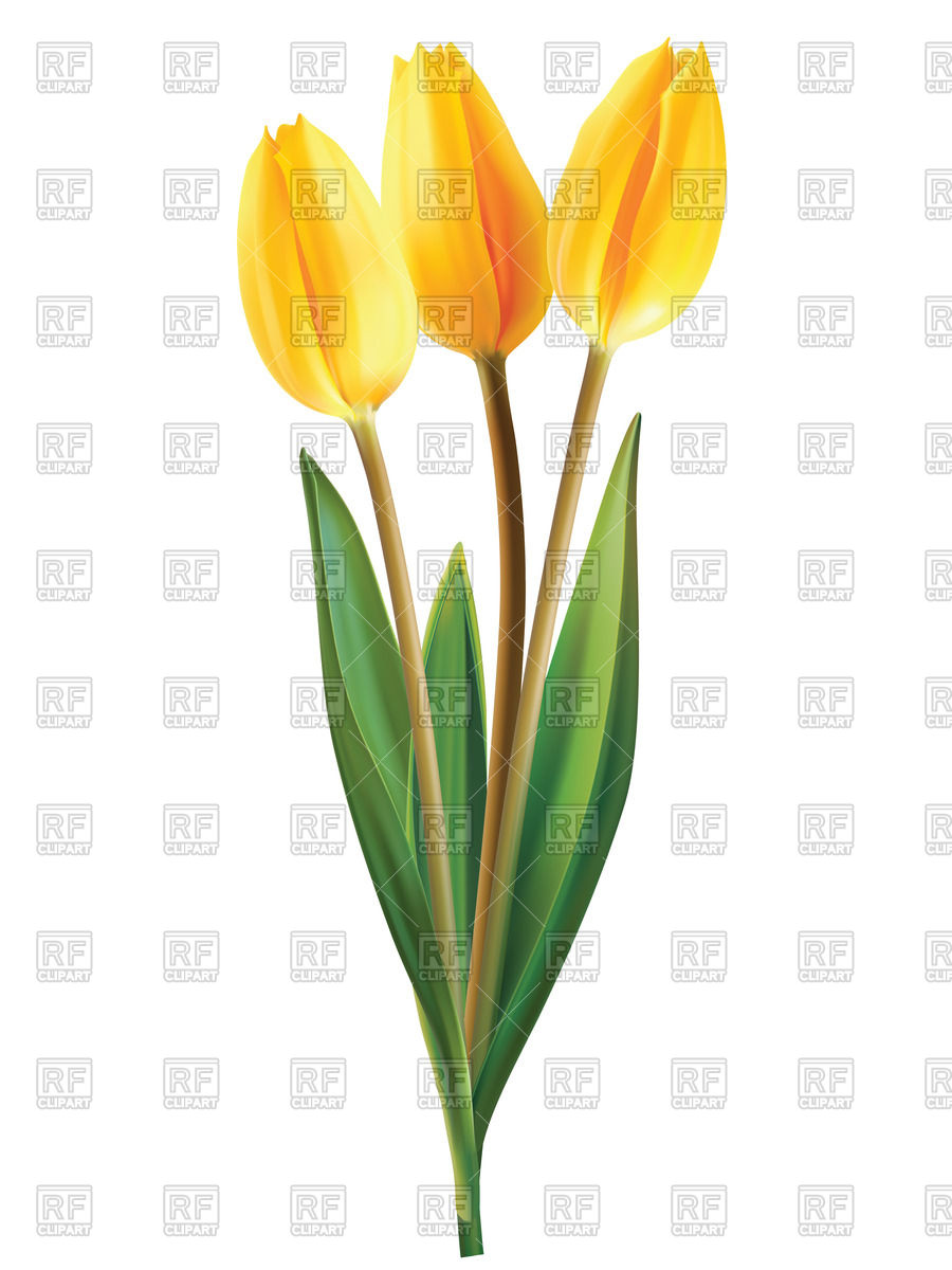 900x1200 Yellow Tulip Flowers Royalty Free Vector Clip Art Image