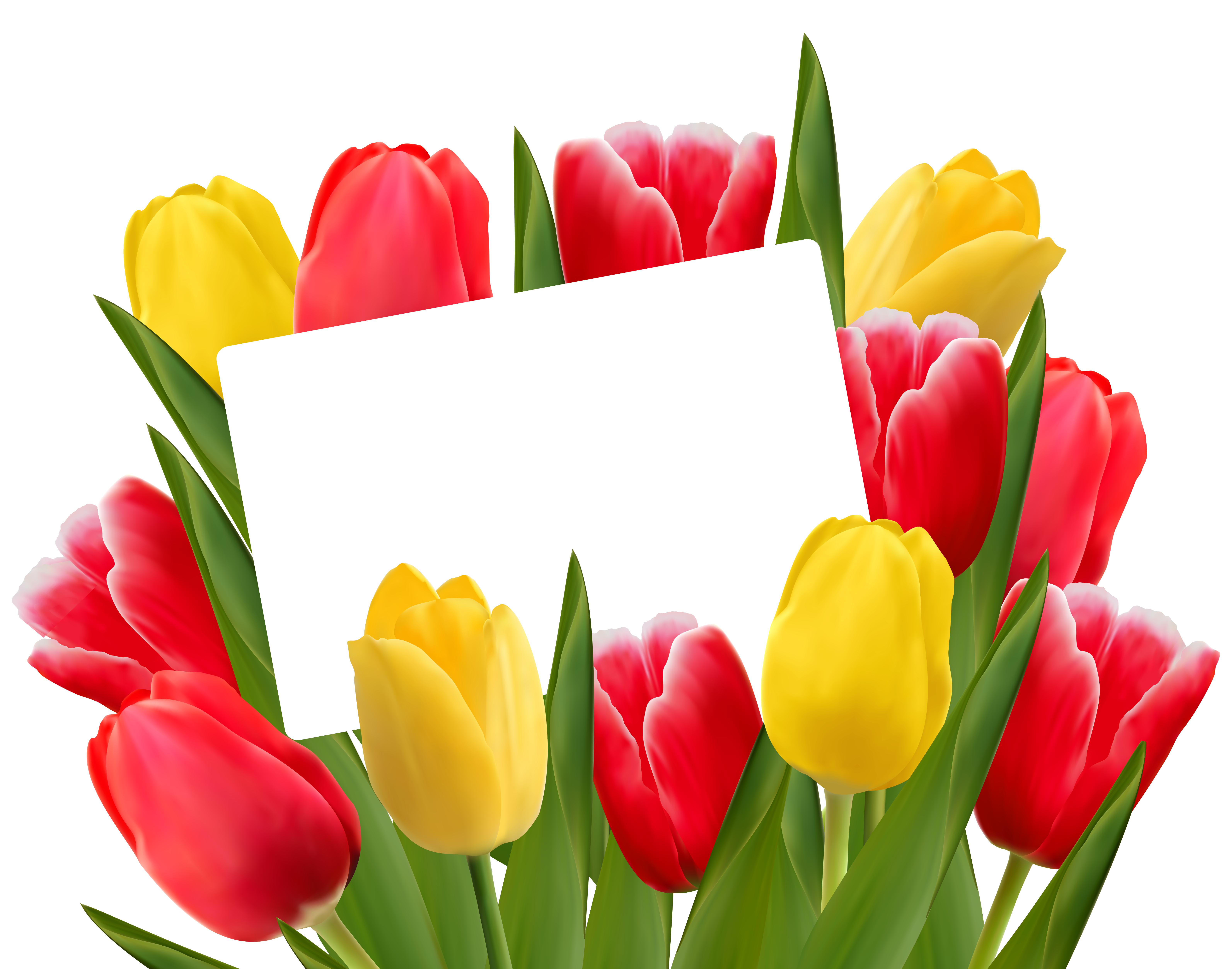 6373x5011 Transparent Red And Yellow Tulips Decoration Png Clipart Picture