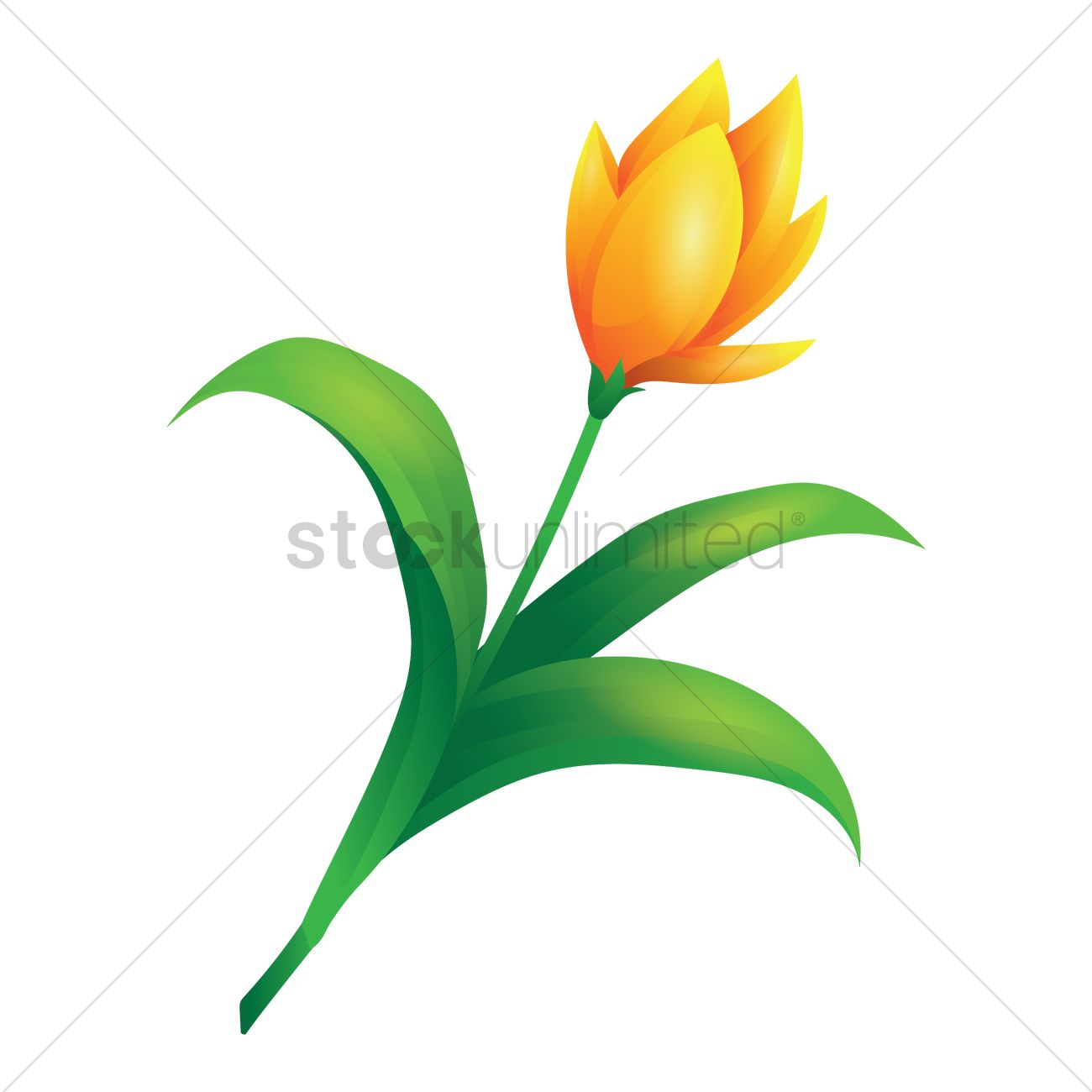 1300x1300 Tulip Flower Vector Image