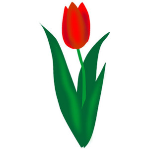 300x300 Tulip Pictures Art Clipart Image