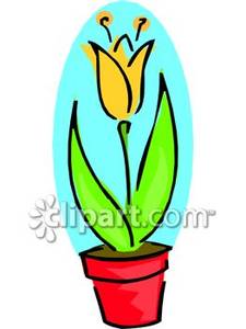 225x300 Yellow Tulip In A Pot