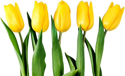489x300 Yellow Tulips Clipart