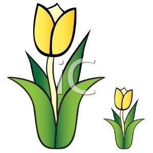 300x300 And Small Yellow Tulips
