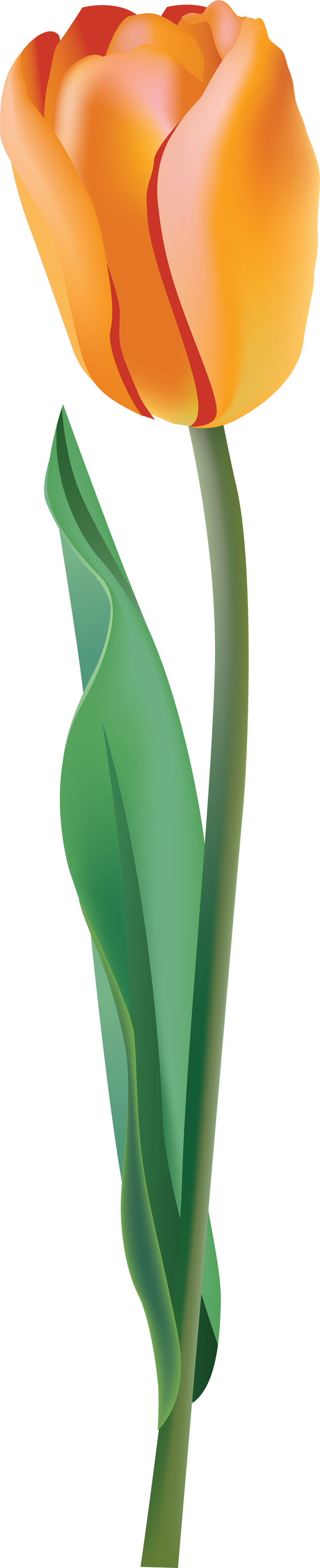 715x3501 Tulip Png Image