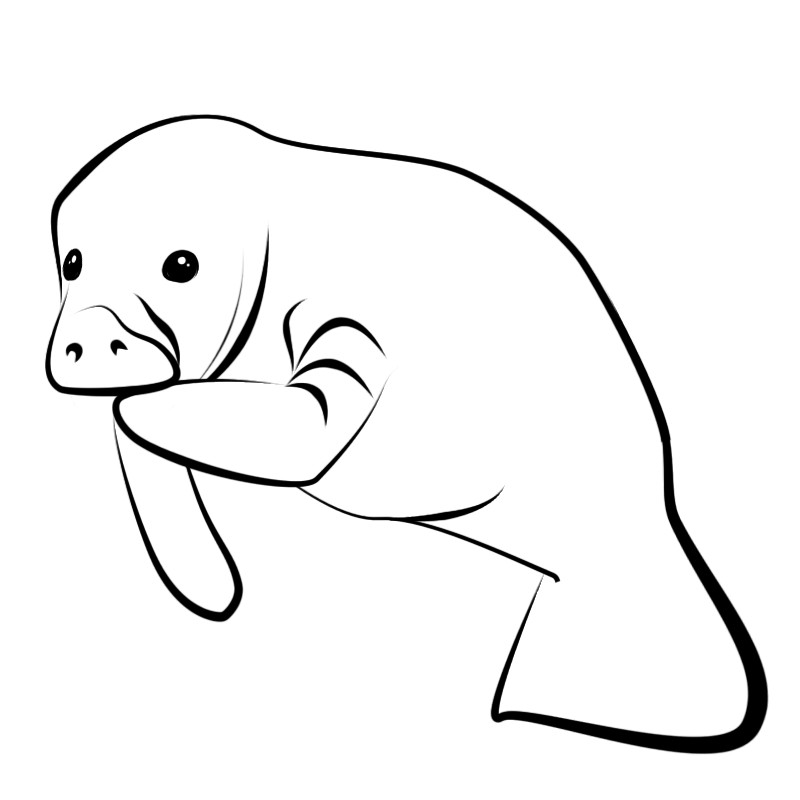 800x800 Manatee Clipart