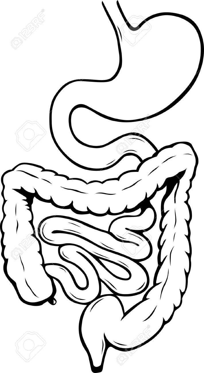 711x1300 Intestine Clipart Black And White Letters Example