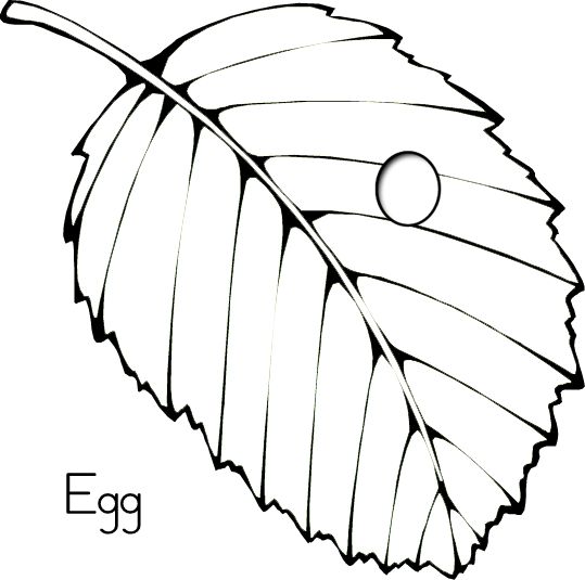 539x535 Butterfly Eggs Clipart