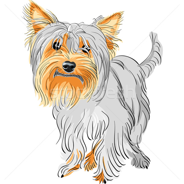 Yorkshire Terrier Cliparts | Free download on ClipArtMag