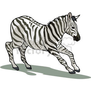 300x300 Royalty Free Running Zebra 129758 Vector Clip Art Image