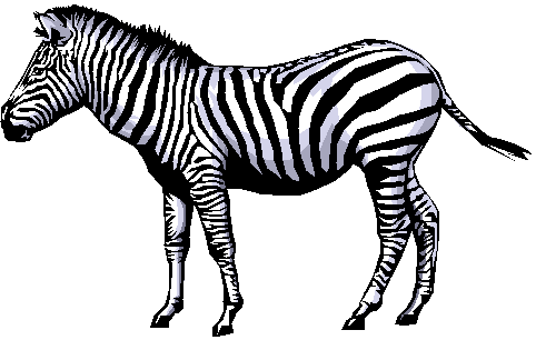 482x306 Zebra Clip Art Clipart Panda