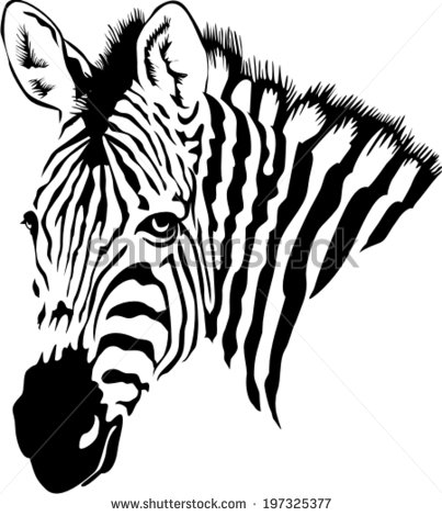 403x470 Drawn Zebra Black And White
