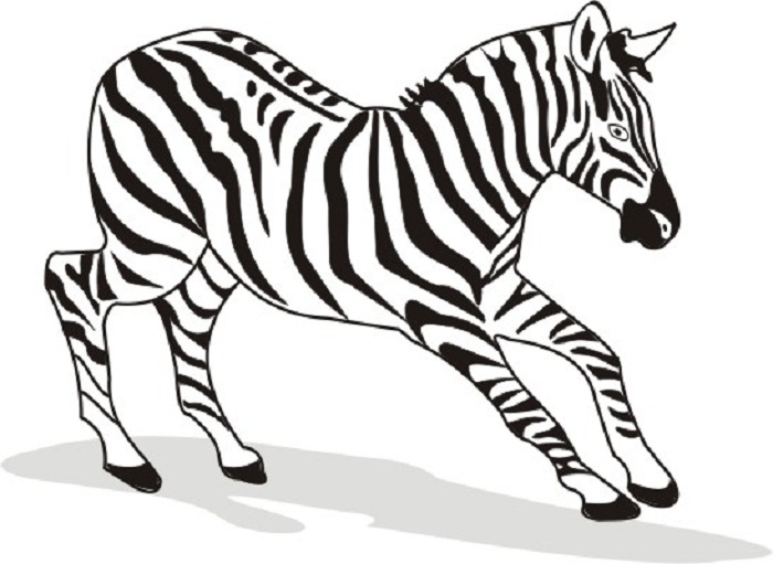 700x511 Zebra Colouring Pages For Kids
