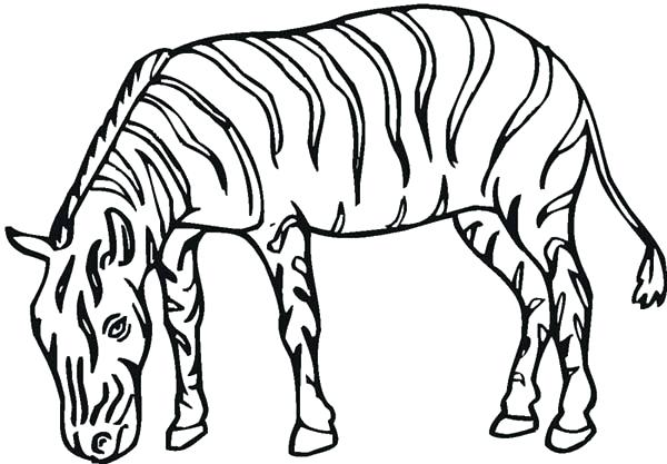 600x417 Zebra Coloring Page Free Pages