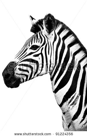 301x470 Zebra Clip Art Black And White Clipart Panda