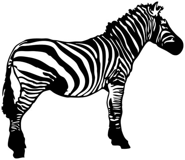 600x520 Zebra Clipart Black And White
