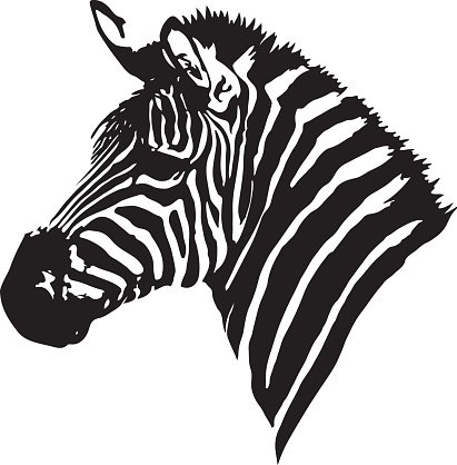 411x418 Zebra Head Premium Clipart