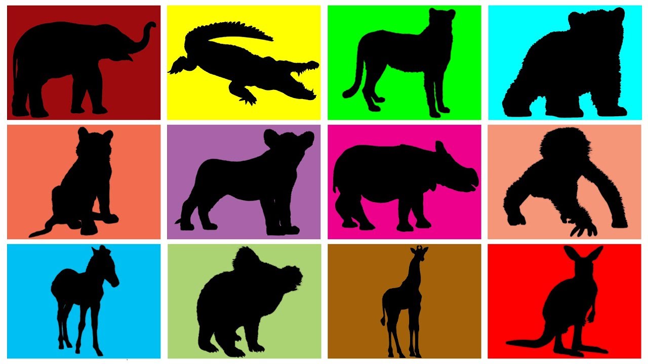 1280x720 Wild Animals For Kids Zoo Animals For Children Learn Wild