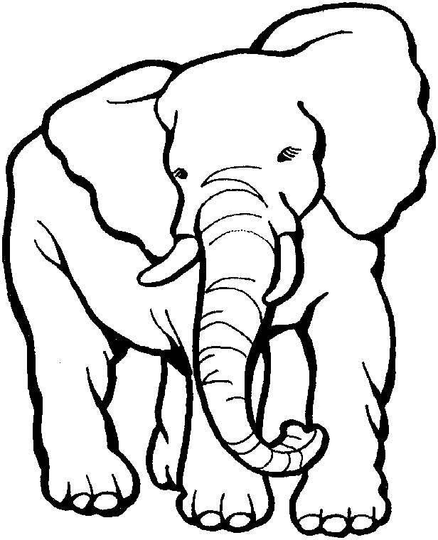 616x760 Zoo Coloring Pages Elephant