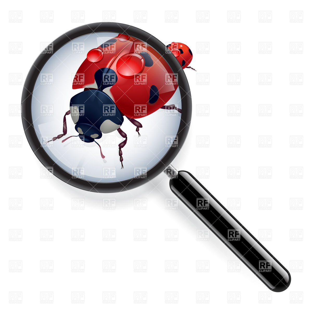 1200x1200 Ladybug In Zoom Royalty Free Vector Clip Art Image