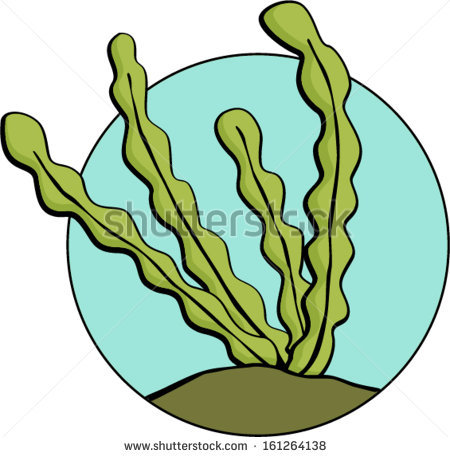 450x457 Algae Clipart Seaweed