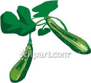 300x273 Zucchini Plant Royalty Free Clipart Picture