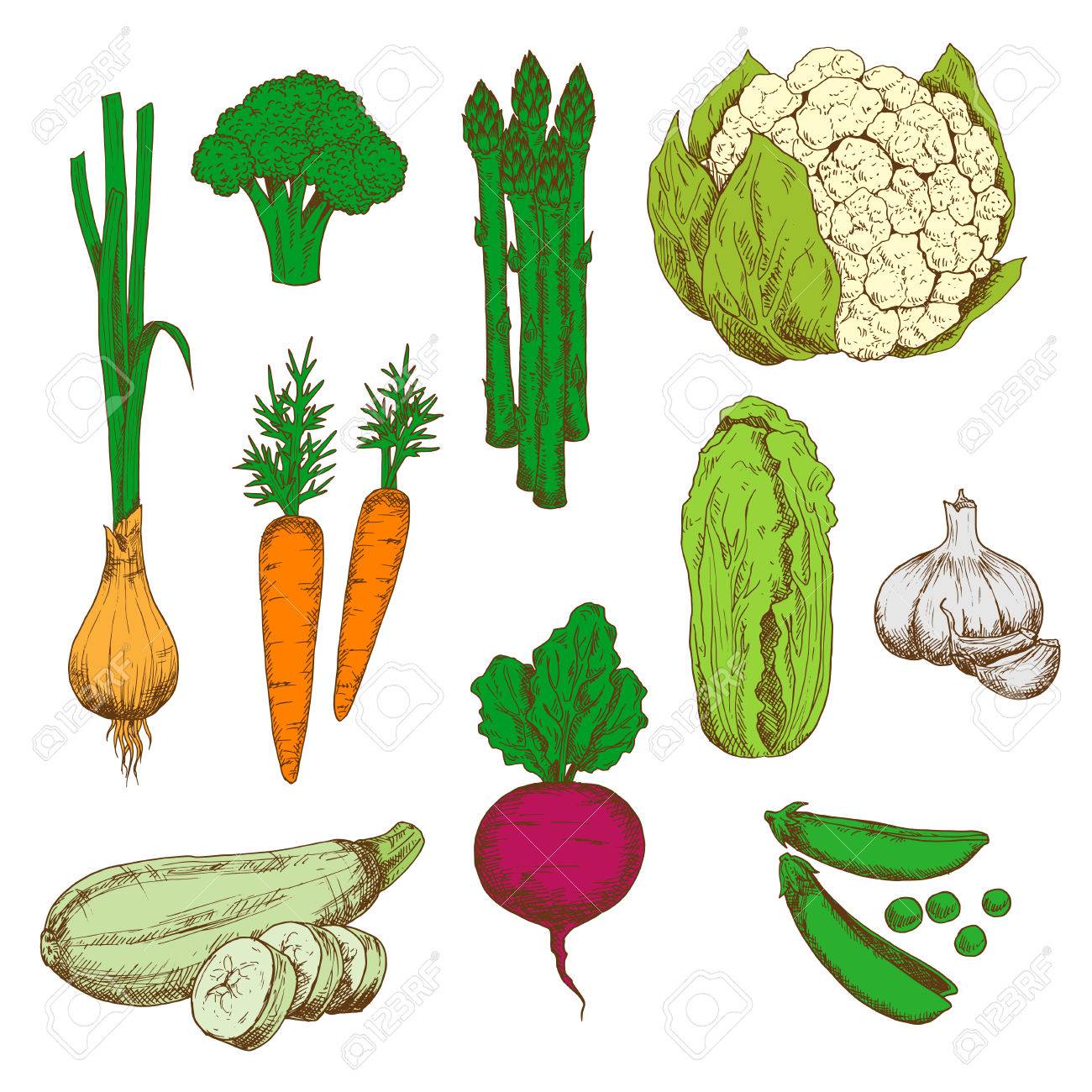 1300x1300 Vegetables Color Sketches For Agriculture Design With Green Onion