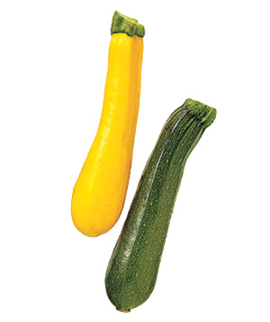300x357 Zucchini Clipart Summer Squash