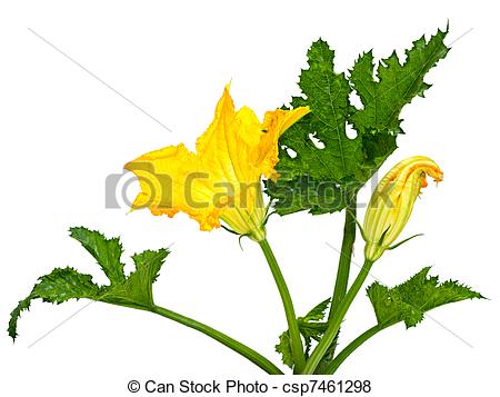 450x357 Zucchini Plant Clipart