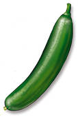 114x170 Zucchini Clipart 14 Id 61823 Clipart Pictures