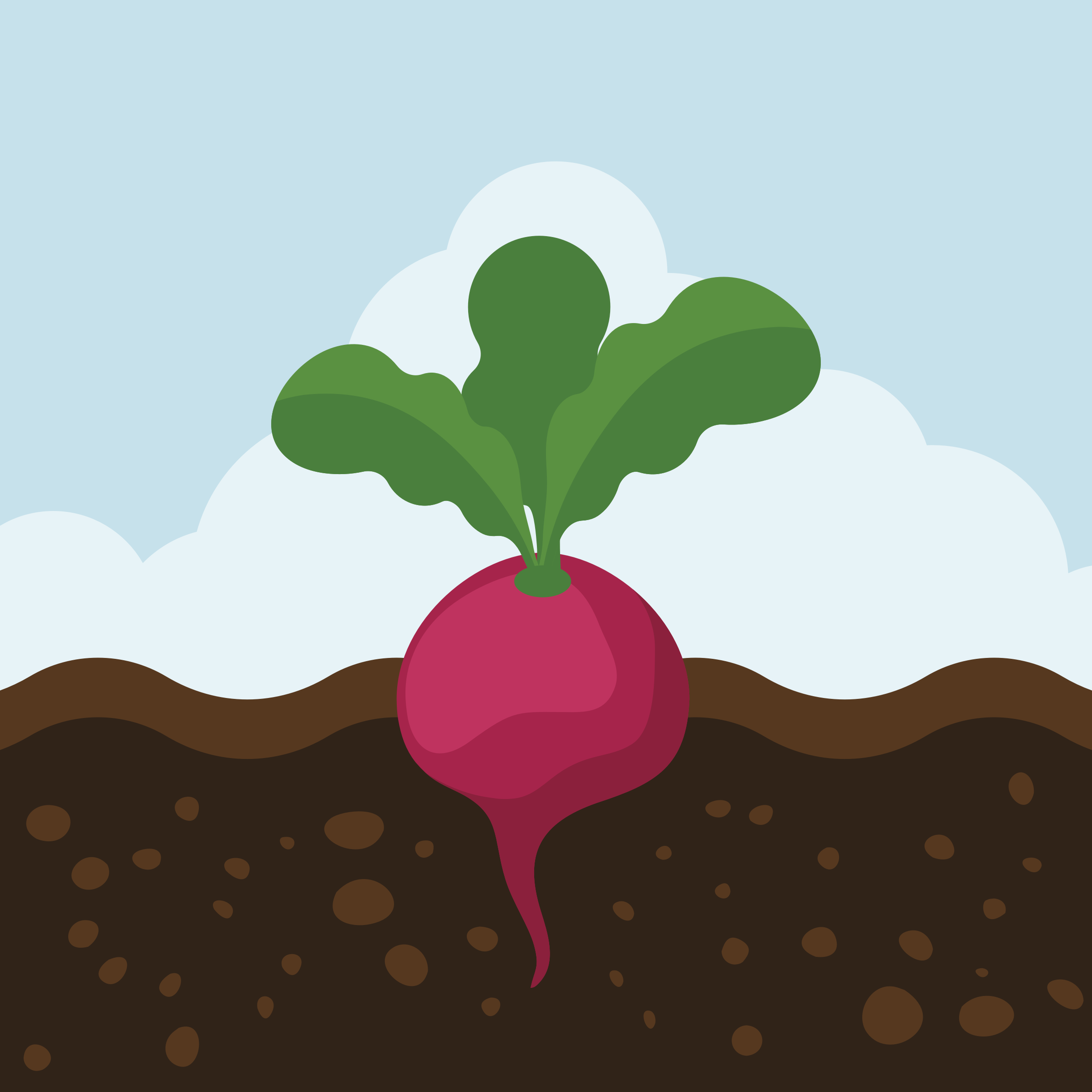 Beetroot Clipart